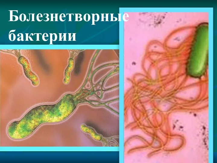Болезнетворные бактерии
