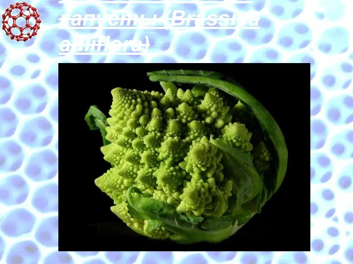 Фрактальная форма подвида цветной капусты (Brassica auliflora)