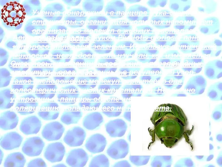 Ученые обнаружили в панцире жука-скарабея структуры, организация которых напоминает организацию молекул в жидких
