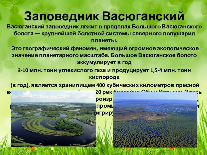 Заповедник Васюганский Васюганский заповедник лежит в пределах Большого Васюганского болота