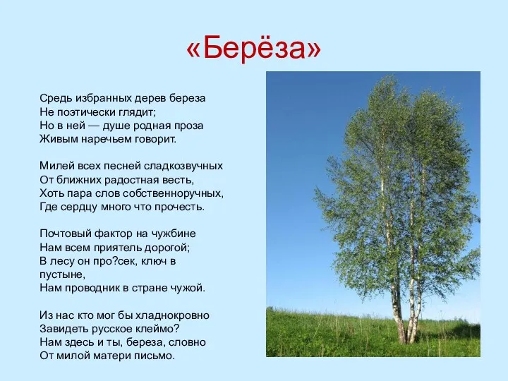 «Берёза» Средь избранных дерев береза Не поэтически глядит; Но в