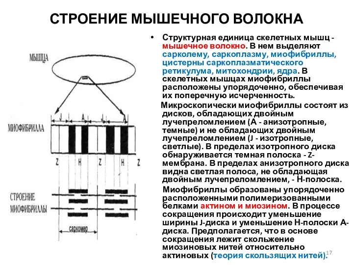 СТРОЕНИЕ МЫШЕЧНОГО ВОЛОКНА Структурная единица скелетных мышц - мышечное волокно.