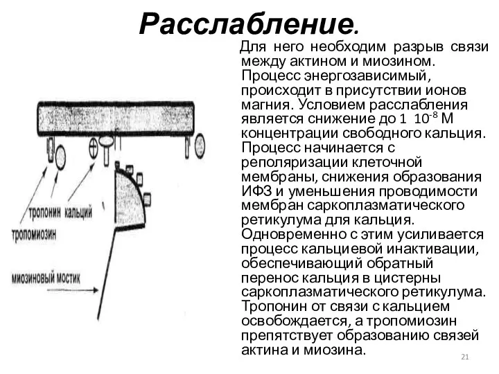 Расслабление. Для него необходим разрыв связи между актином и миозином.