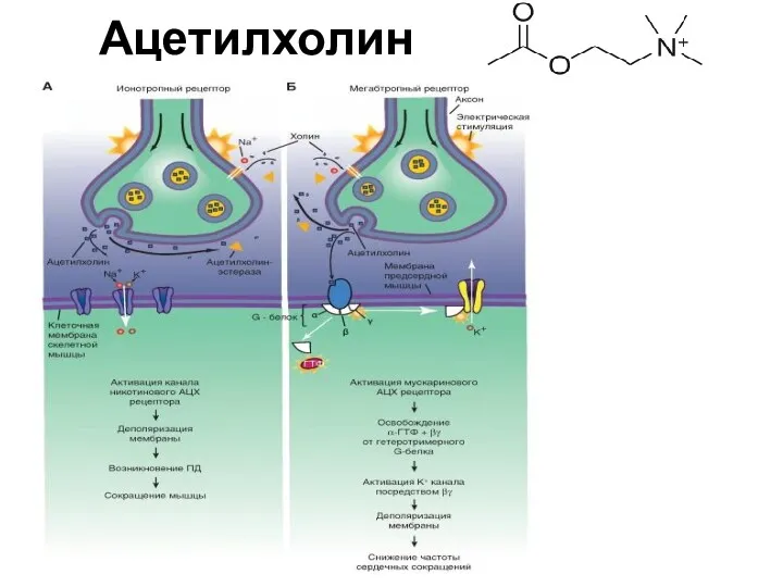 Ацетилхолин