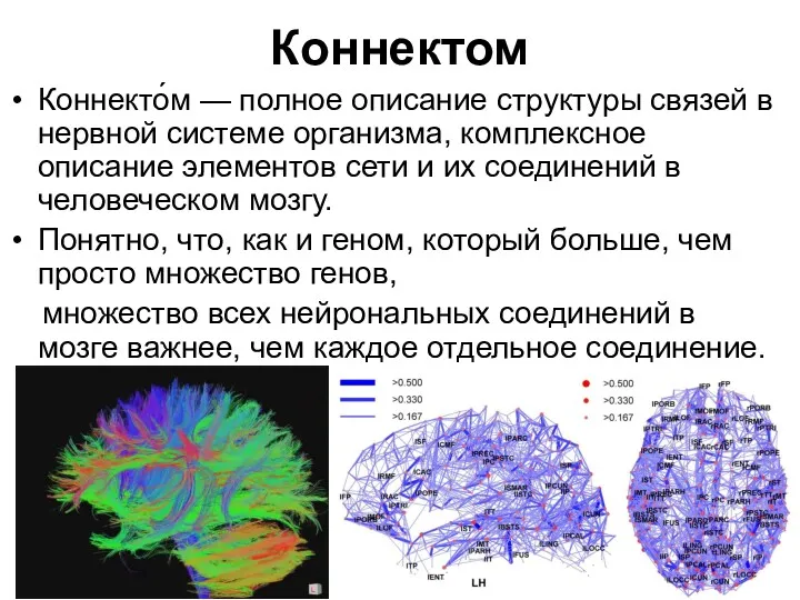 Коннектом Коннекто́м — полное описание структуры связей в нервной системе