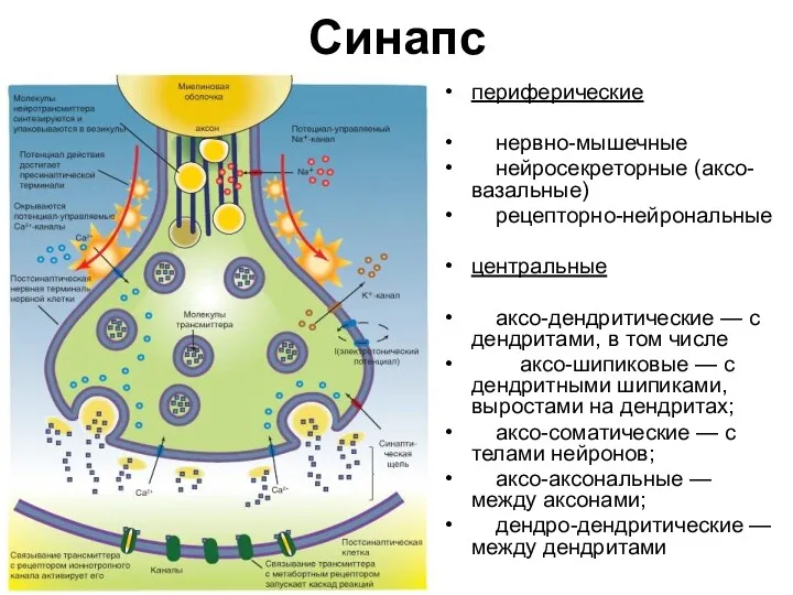 периферические нервно-мышечные нейросекреторные (аксо-вазальные) рецепторно-нейрональные центральные аксо-дендритические — с дендритами,