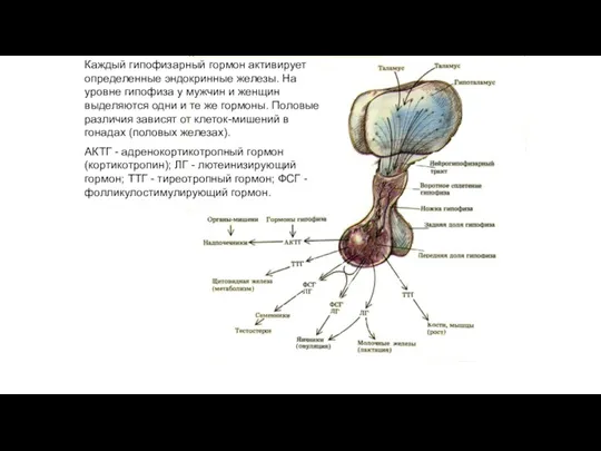 Каждый гипофизарный гормон активирует определенные эндокринные железы. На уровне гипофиза
