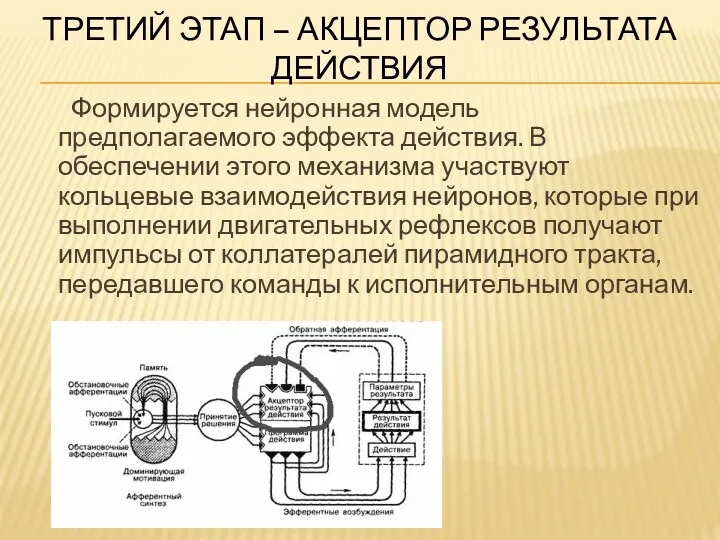 ТРЕТИЙ ЭТАП – АКЦЕПТОР РЕЗУЛЬТАТА ДЕЙСТВИЯ Формируется нейронная модель предполагаемого