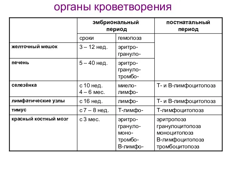 органы кроветворения