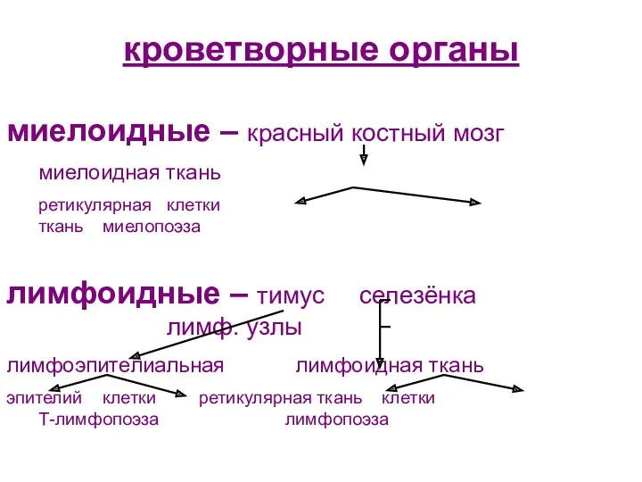 лимфоидные – тимус селезёнка лимф. узлы лимфоэпителиальная лимфоидная ткань эпителий