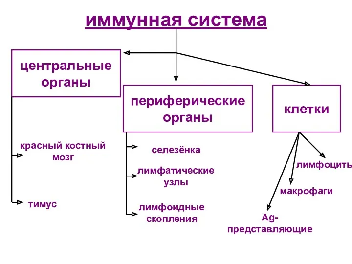 иммунная система центральные органы красный костный мозг периферические органы клетки