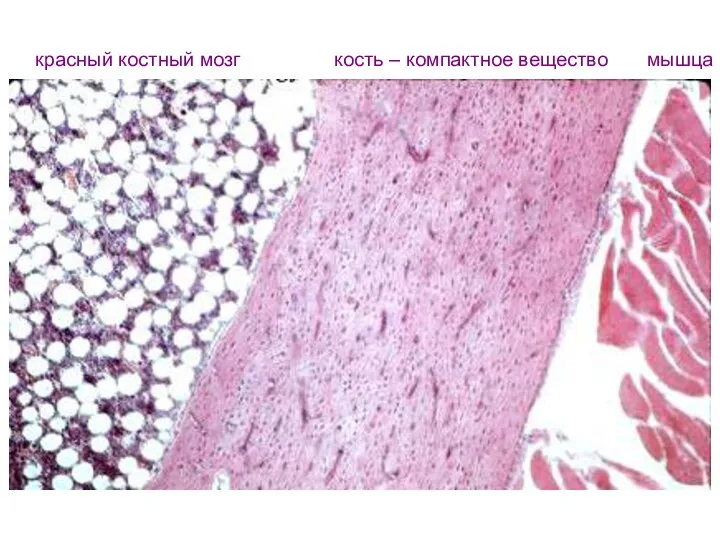красный костный мозг кость – компактное вещество мышца