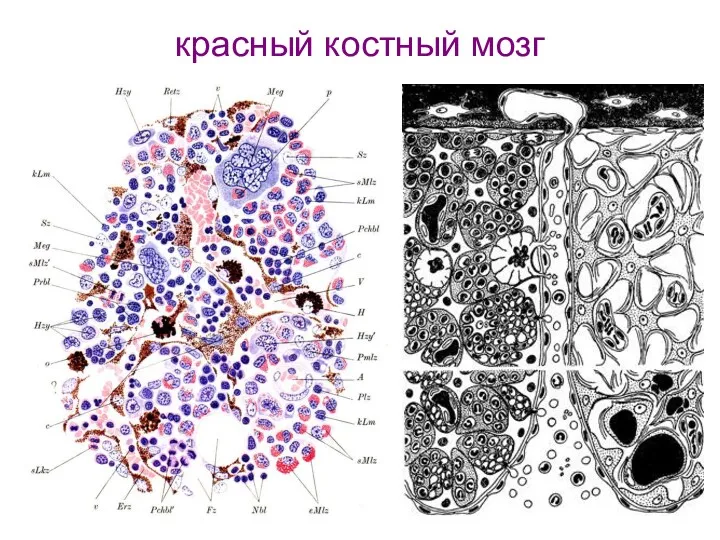 красный костный мозг Схема Заварзина, рисунок Максимова