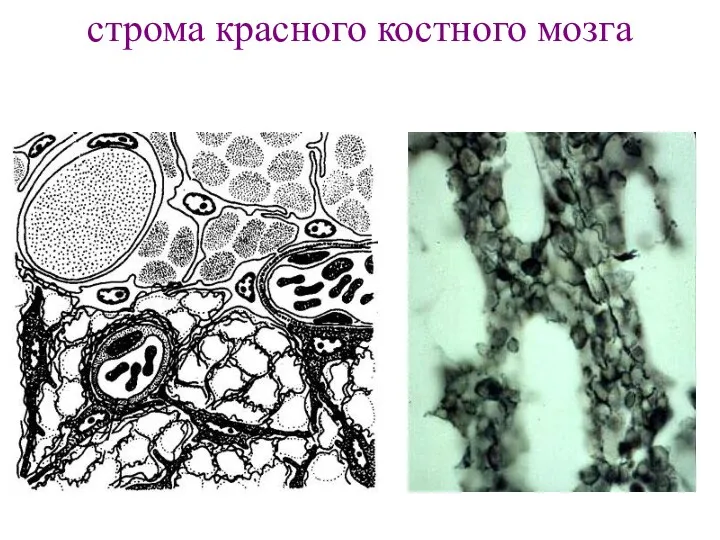 строма красного костного мозга