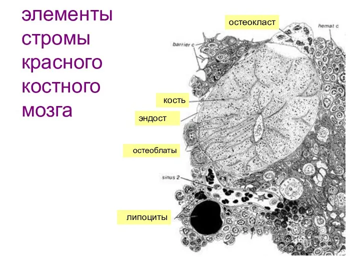 эндост липоциты кость остеокласт остеоблаты элементы стромы красного костного мозга