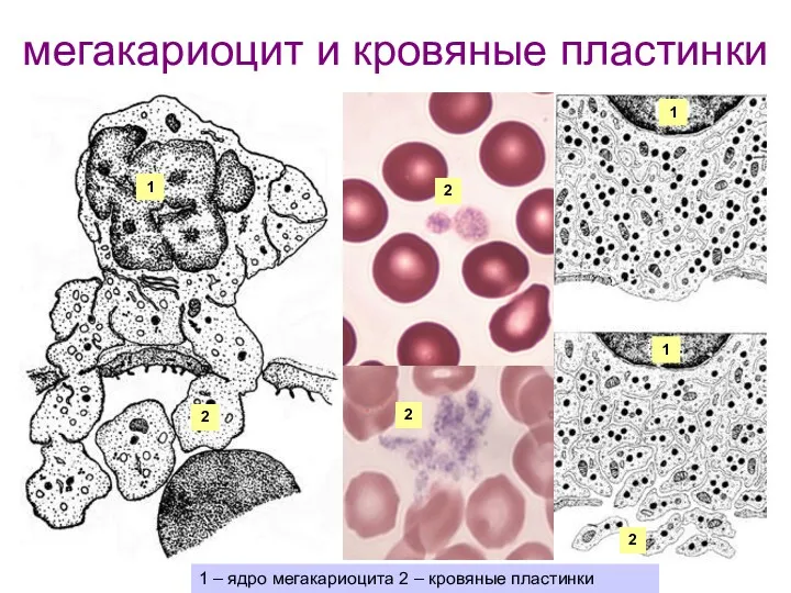 3 1 1 2 мегакариоцит и кровяные пластинки 2 2