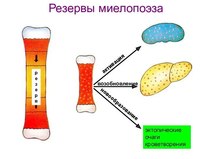 Резервы миелопоэза активация новообразование возобновление эктопические очаги кроветворения резерв
