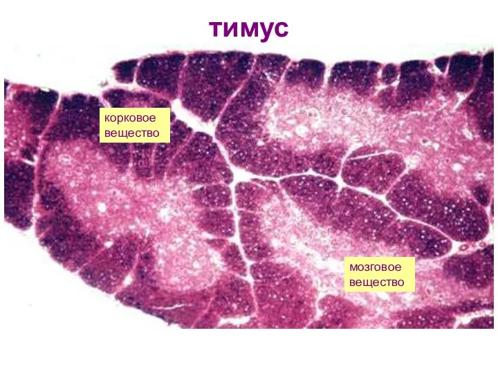 тимус корковое вещество мозговое вещество