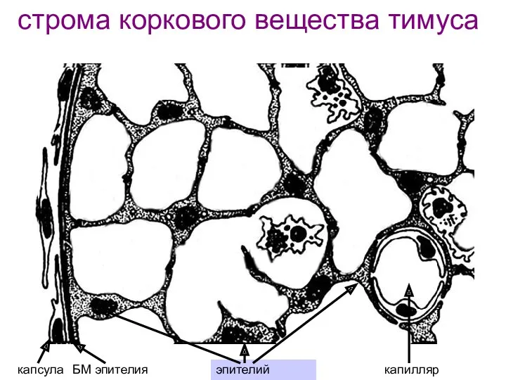 строма коркового вещества тимуса