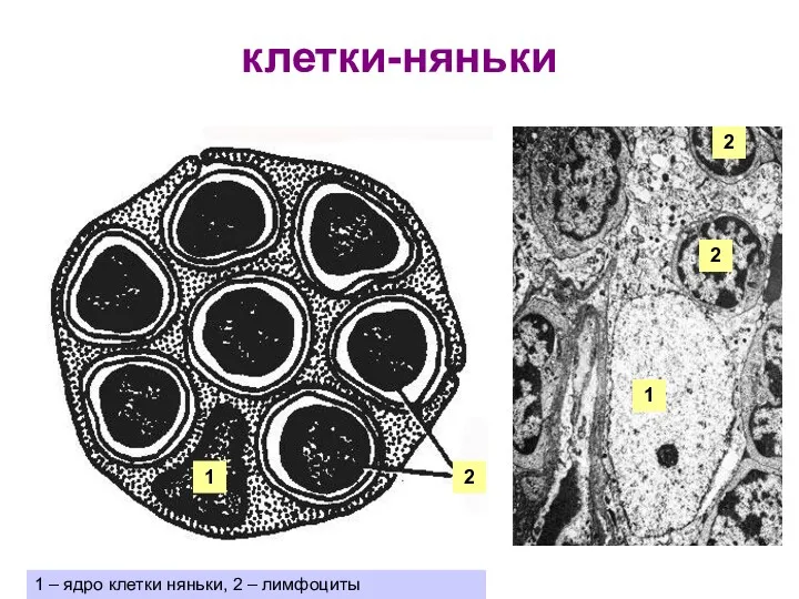 2 1 2 1 – ядро клетки няньки, 2 – лимфоциты клетки-няньки Клетки-няньки