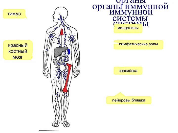 органы иммунной системы органы иммунной системы тимус красный костный мозг селезёнка миндалины лимфатические узлы пейеровы бляшки