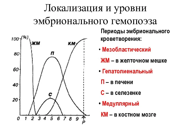 Локализация и уровни эмбрионального гемопоэза Периоды эмбрионального кроветворения: Мезобластический ЖМ