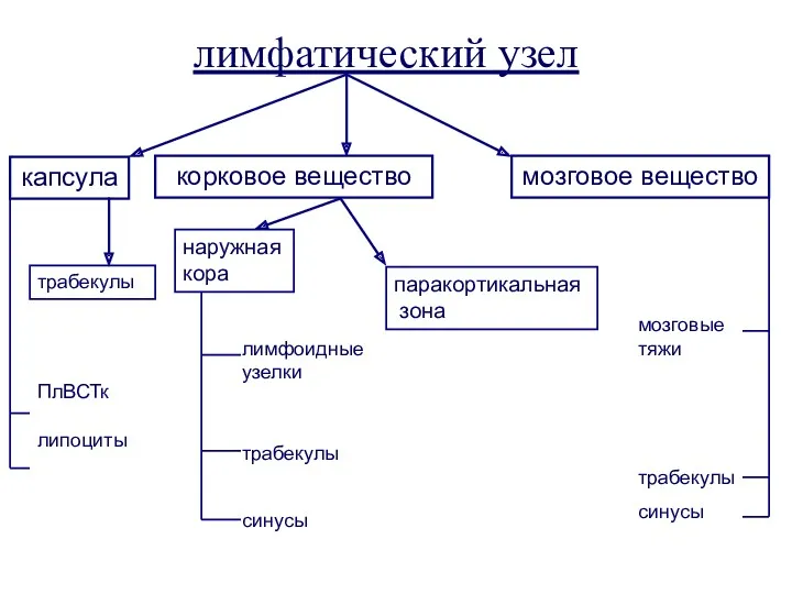 лимфатический узел капсула корковое вещество мозговое вещество паракортикальная зона ПлВСТк