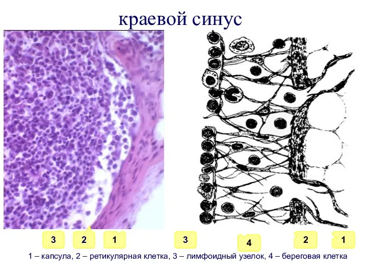 краевой синус 1 4 2 1 3 2 1 –