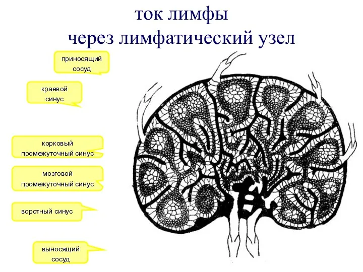 ток лимфы через лимфатический узел приносящий сосуд воротный синус мозговой