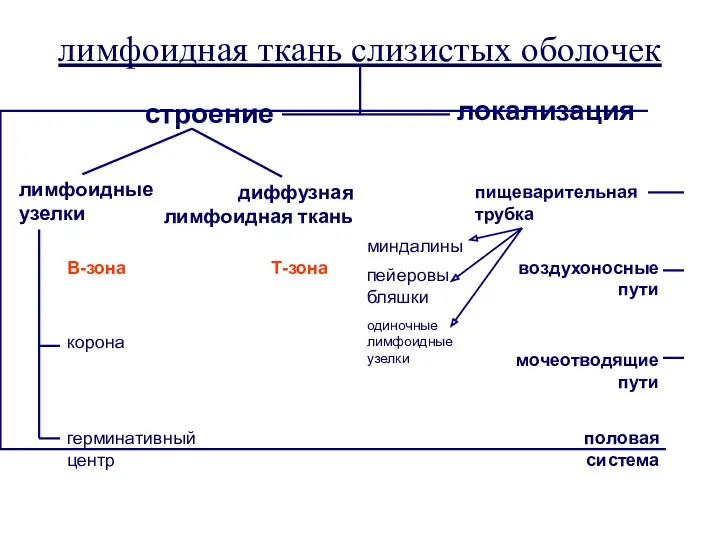 лимфоидная ткань слизистых оболочек лимфоидные узелки диффузная лимфоидная ткань строение