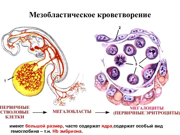 Мезобластическое кроветворение (интраваскулярное) имеют большой размер, часто содержат ядра,содержат особый вид гемоглобина – т.н. Hb эмбриона.