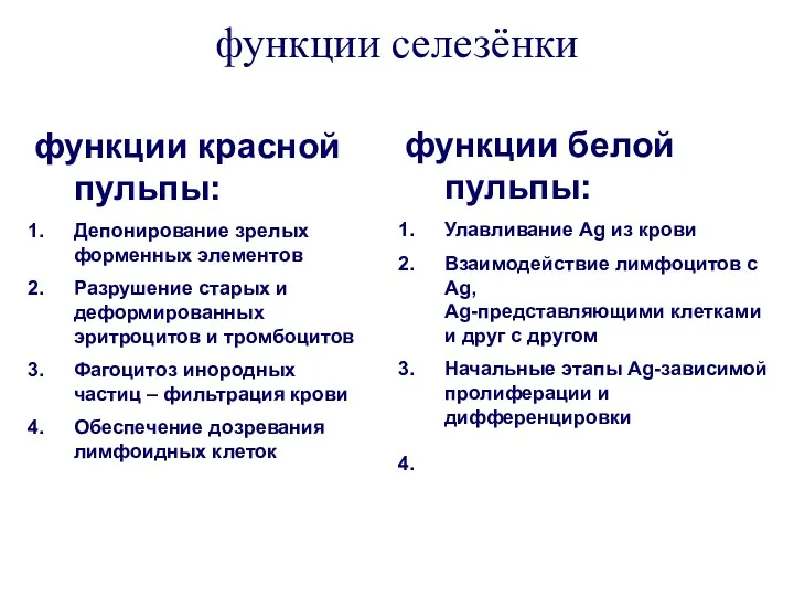 функции селезёнки функции красной пульпы: Депонирование зрелых форменных элементов Разрушение