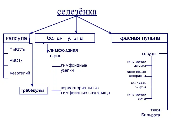 селезёнка капсула белая пульпа красная пульпа ПлВСТк РВСТк мезотелий сосуды