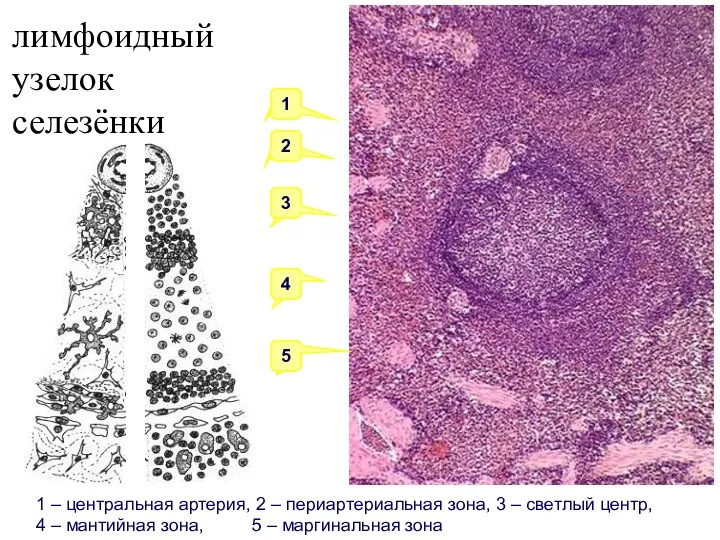 лимфоидный узелок селезёнки 1 2 3 4 5 1 –