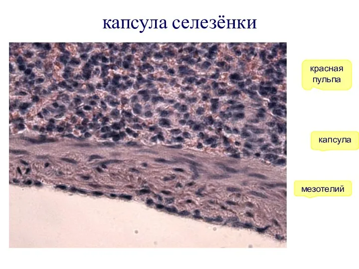 капсула селезёнки красная пульпа капсула мезотелий