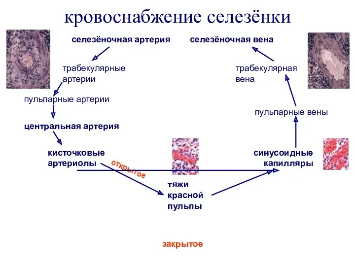 кровоснабжение селезёнки селезёночная артерия селезёночная вена трабекулярные артерии пульпарные артерии