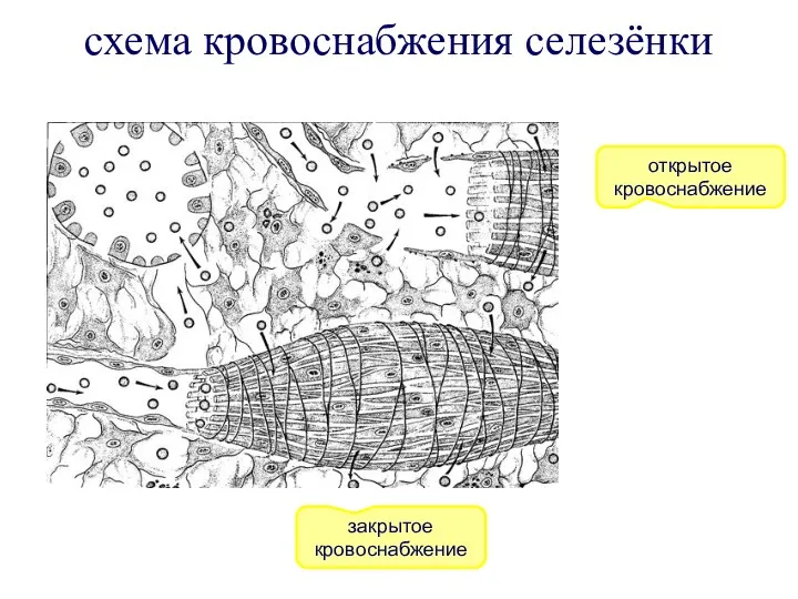 открытое кровоснабжение закрытое кровоснабжение схема кровоснабжения селезёнки