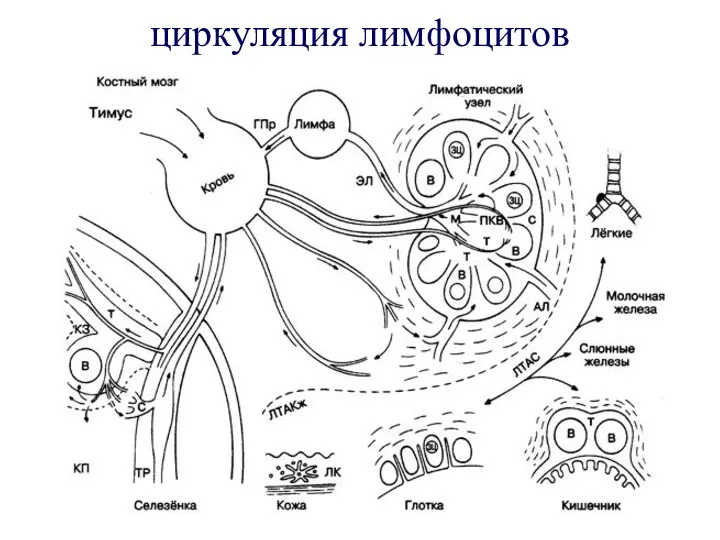 циркуляция лимфоцитов