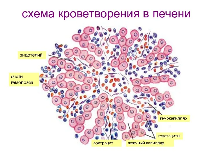 схема кроветворения в печени