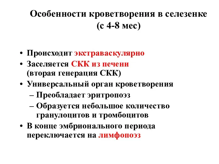 Особенности кроветворения в селезенке (с 4-8 мес) Происходит экстраваскулярно Заселяется