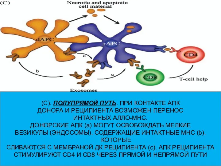 (С). ПОЛУПРЯМОЙ ПУТЬ. ПРИ КОНТАКТЕ АПК ДОНОРА И РЕЦИПИЕНТА ВОЗМОЖЕН