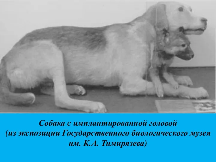 Собака с имплантированной головой (из экспозиции Государственного биологического музея им. К.А. Тимирязева)