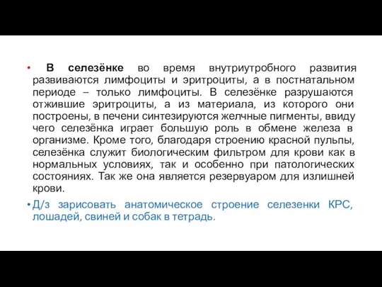 В селезёнке во время внутриутробного развития развиваются лимфоциты и эритроциты,