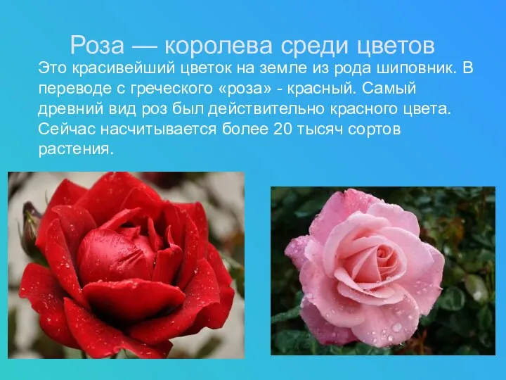 Роза — королева среди цветов Это красивейший цветок на земле