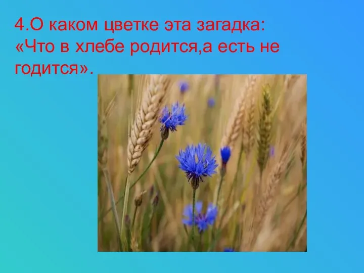 4.О каком цветке эта загадка: «Что в хлебе родится,а есть не годится».