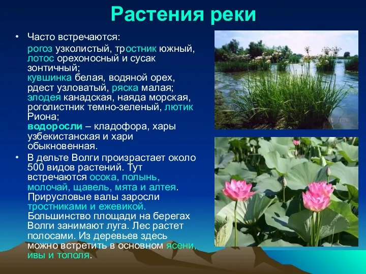 Растения реки Часто встречаются: рогоз узколистый, тростник южный, лотос орехоносный