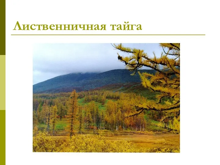 Лиственничная тайга