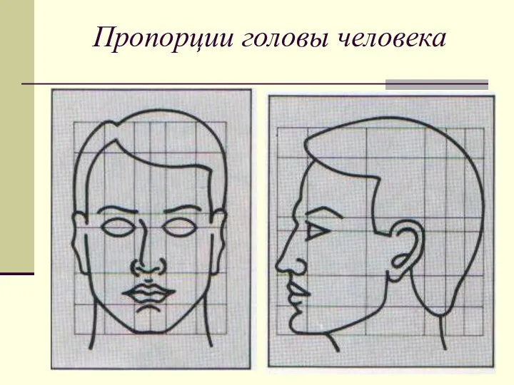 Пропорции головы человека