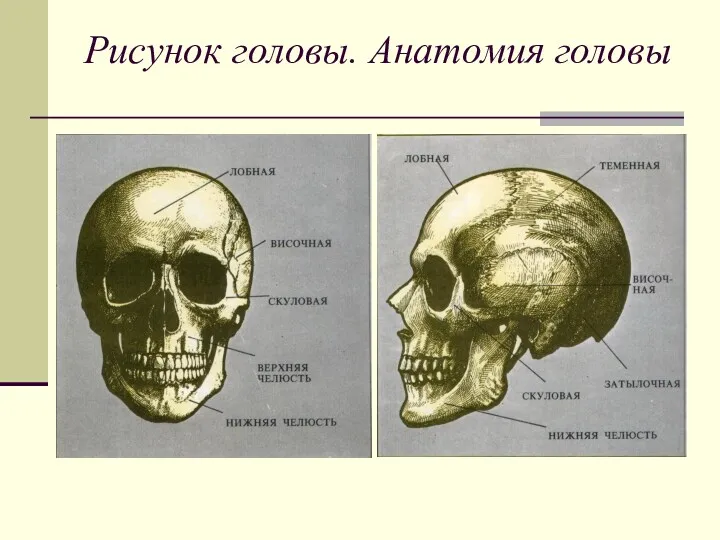 Рисунок головы. Анатомия головы