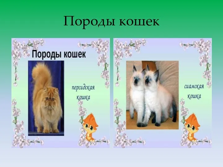 Породы кошек